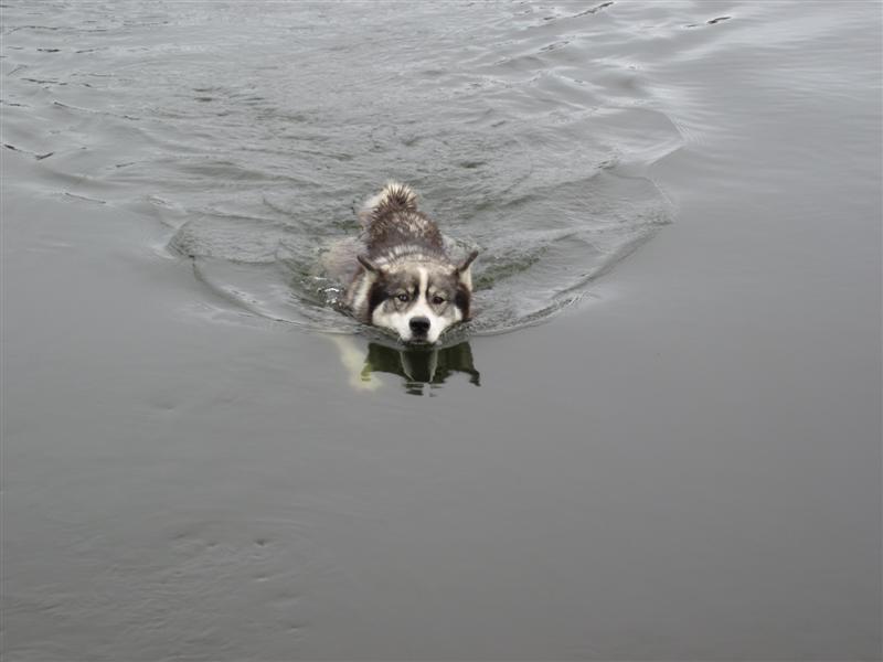 Водоплавание обратно.JPG