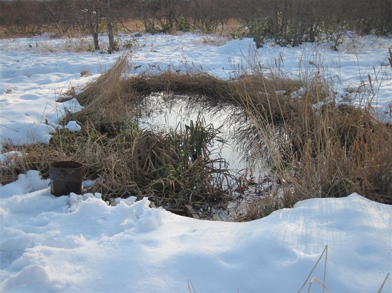 01 Теплая лужа в болоте.JPG